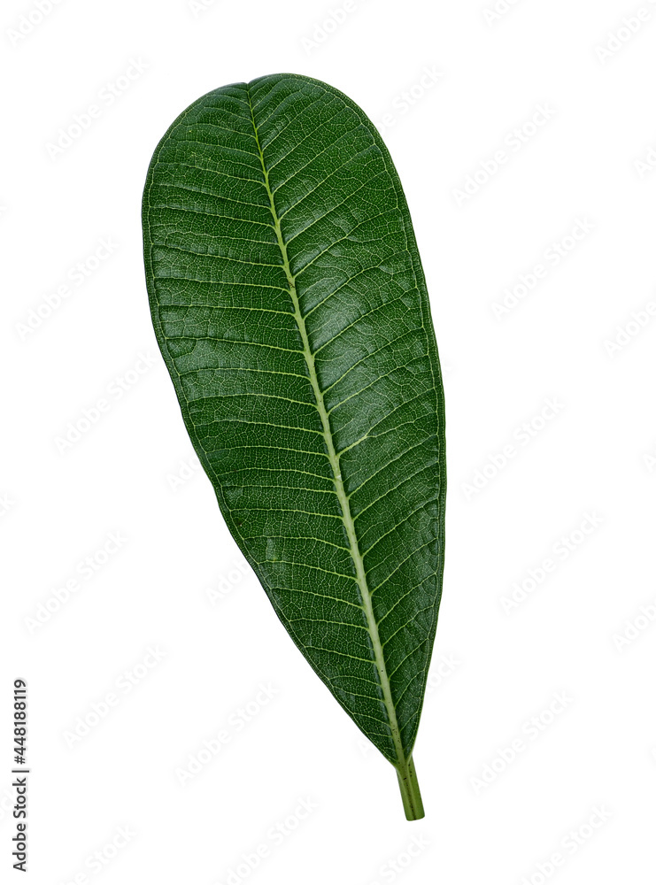 Plumeria leaves isolated on white background Plumeria leaves isolated on white background