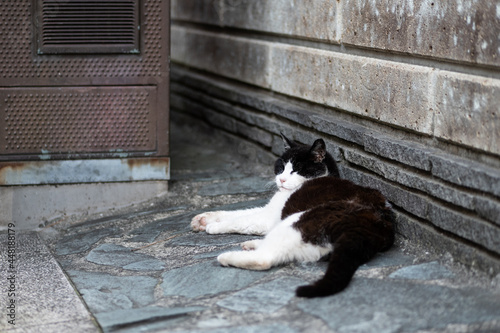 地面に寝そべる猫 © syogo tatetsu