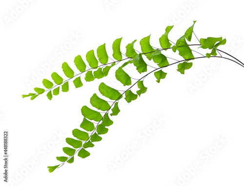 maidenhair fern isolated on white
