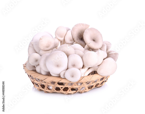 Oyster, Phoenix Mushroom 0n white background