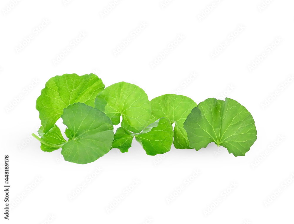 Centella asiatica leaf on white background Centella asiatica leaf on white background