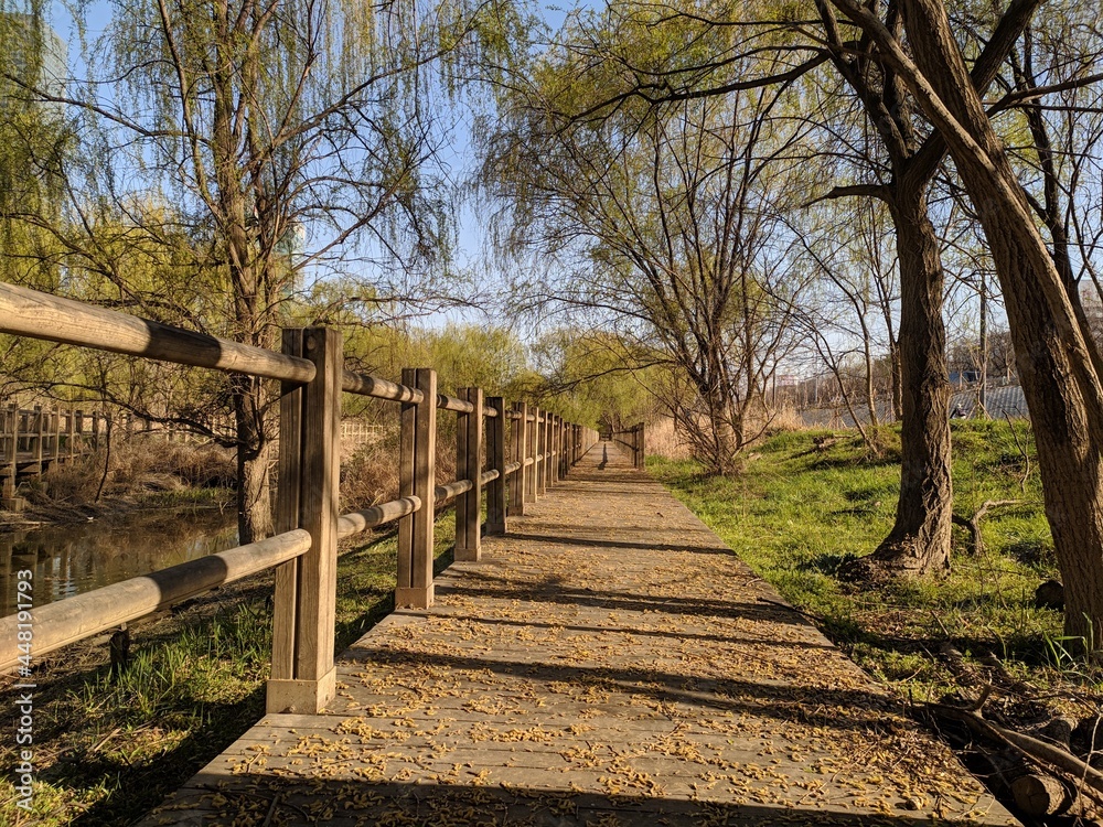 wooden bridge in the forest