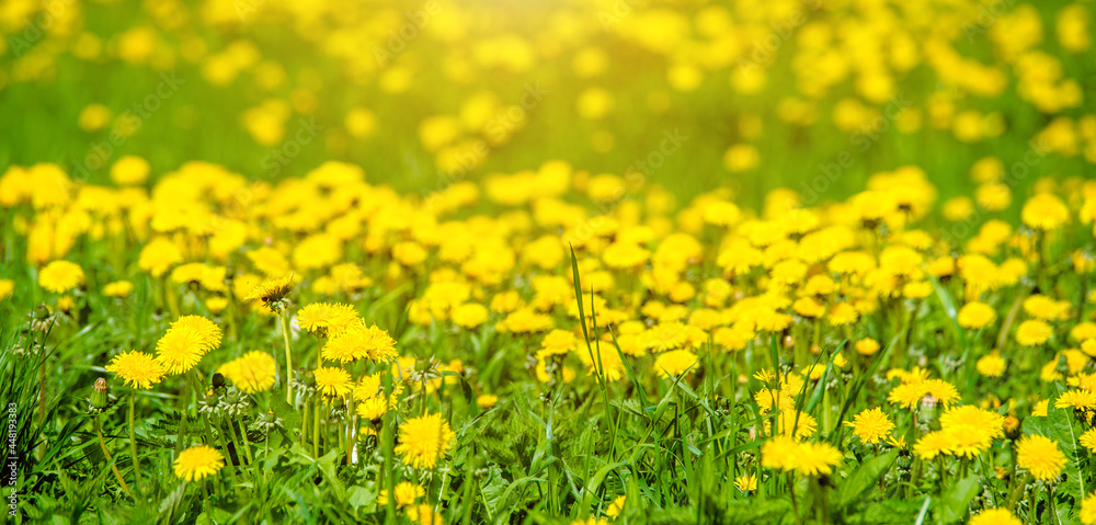 Fototapeta premium Yellow dandelions blooming on grass background
