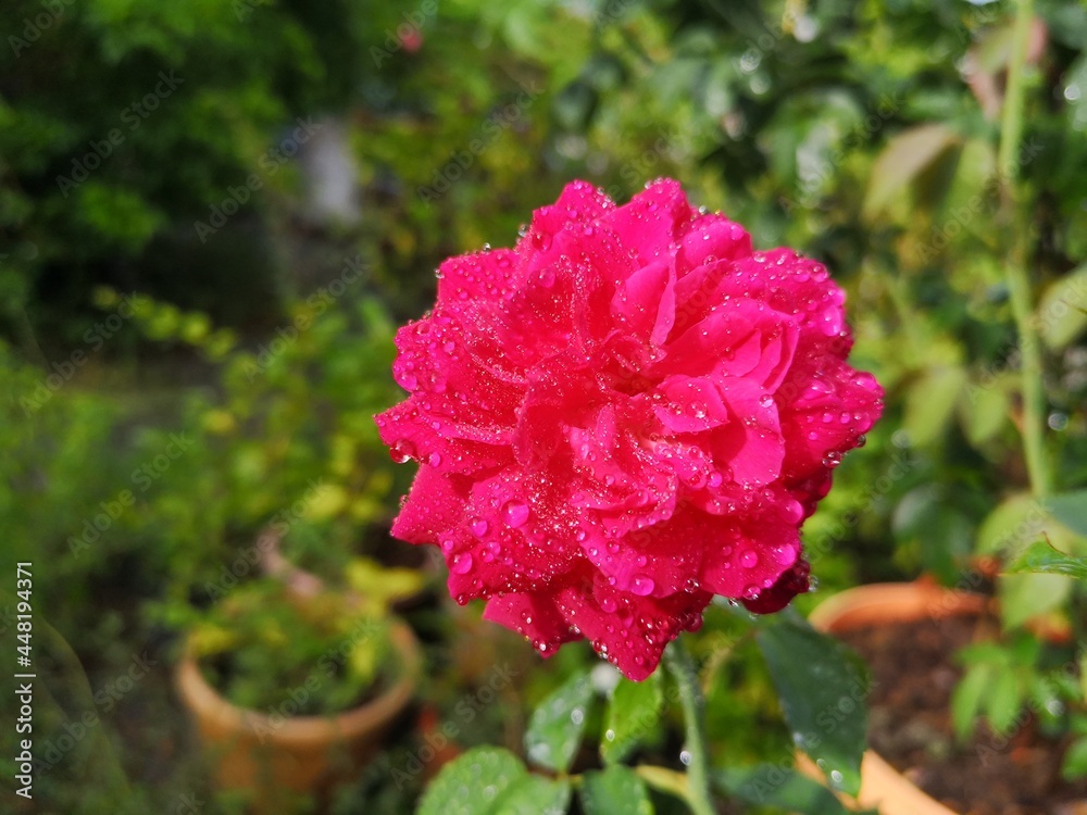 Pink rose There is a drop of water on it. Pink rose There is a drop of water on it.