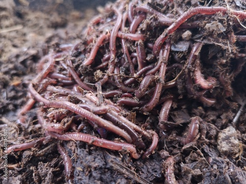 The earthworms are clustered in globules on the ground.