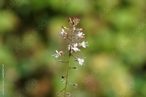 Принти на полотні Close up tiny delicate white flowers of Enchanter's nightshade (Circaea lutetiana)