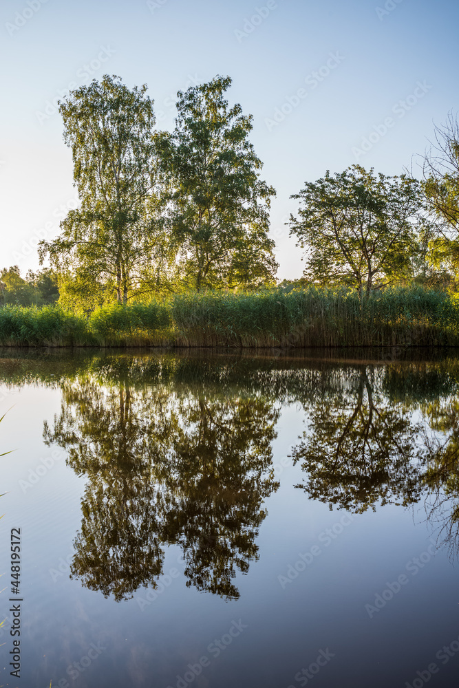 trees reflected in water