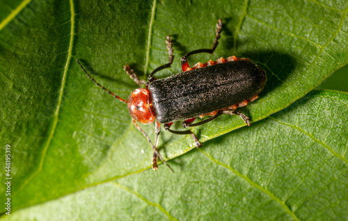 Close-up of a beetle on a leaf of a tree.