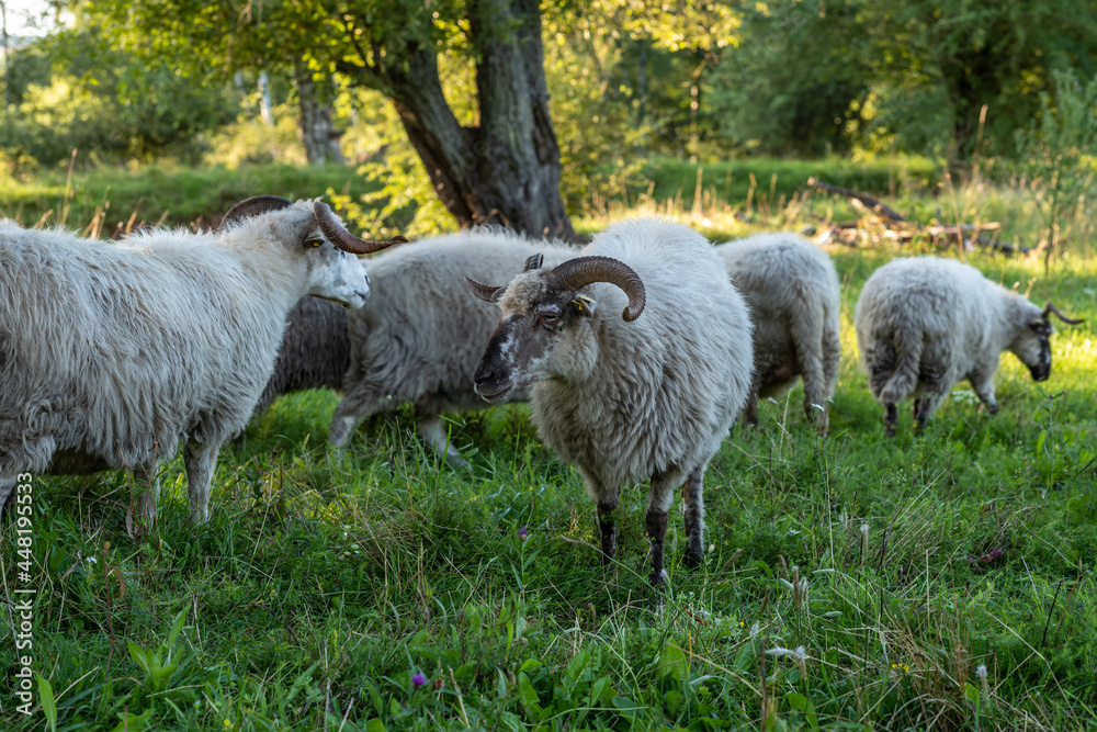 Obraz premium sheep in a field
