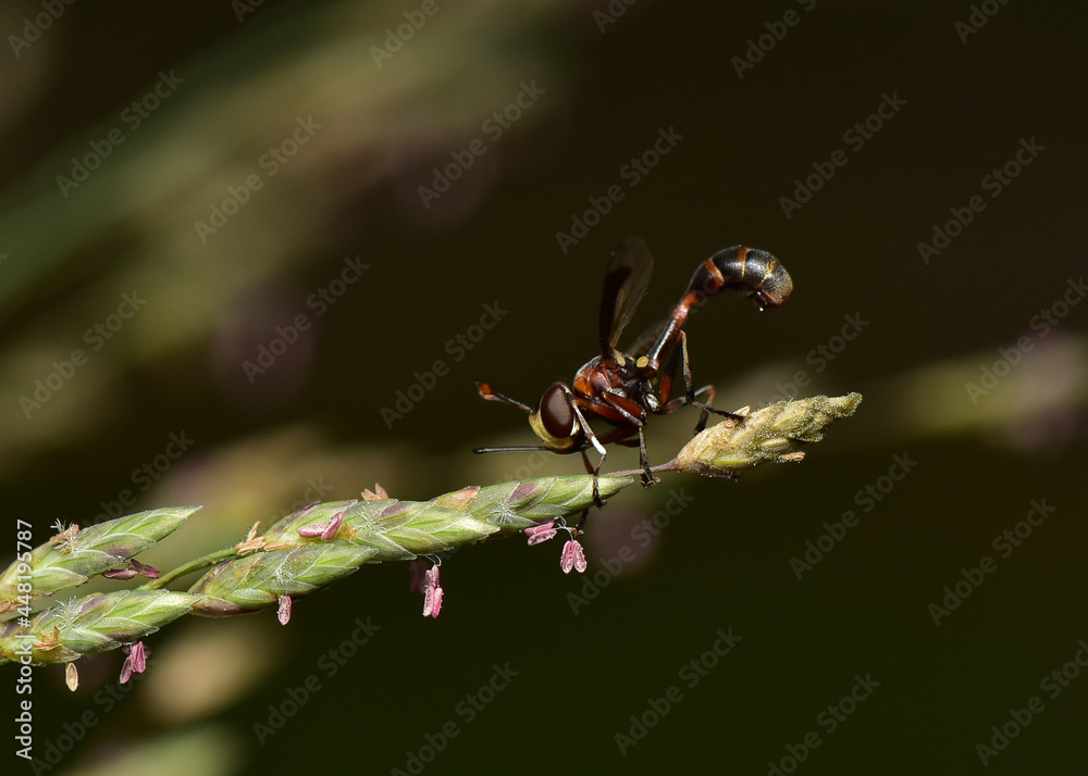 A predatory insect clings to a branch of grass. A predatory insect clings to a branch of grass.