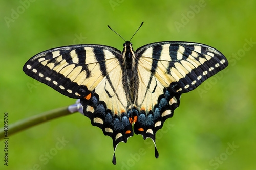 Eastern Tiger Swallwtail - Papilio glaucus, beautiful colored butterfly from eastern North America.
