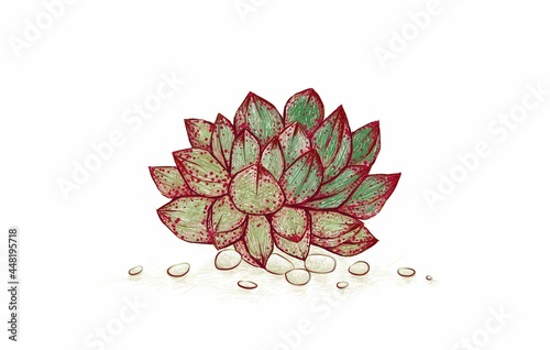 Illustration Hand Drawn Sketch of Echeveria Purpusorum. A Succulent Plants for Garden Decoration.
