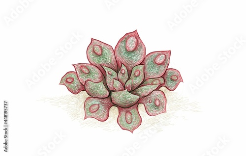 Illustration Hand Drawn Sketch of Echeveria Raindrop or Teardrop. A Succulent Plants for Garden Decoration.
