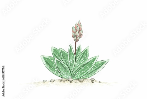 Illustration Hand Drawn Sketch of Gasteraloe or Green Ice with Blossom. A Succulent Plants for Garden Decoration.
