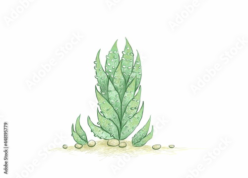 Illustration Hand Drawn Sketch of Haworthia Reinwardtii or Zebra Wart, A Succulent Plants for Garden Decoration.
