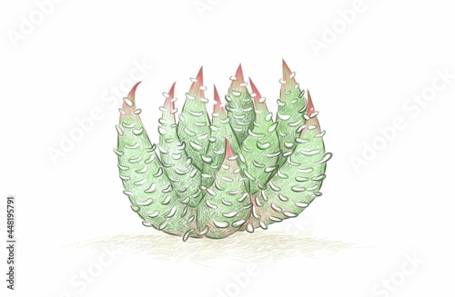 Illustration Hand Drawn Sketch of Haworthiopsis Baccata, A Succulent Plants for Garden Decoration.
