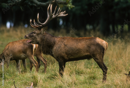 Cerf élaphe, brame, cervus elaphus