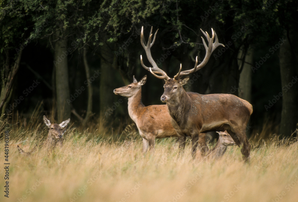 Cerf élaphe, brame, cervus elaphus Cerf élaphe, brame, cervus elaphus