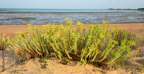 Réserve naturelle maritime, Moêze Oléron, Ile d'Oléron, Charentes Maritimes, 17