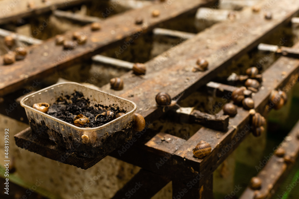 Close-up farm for snails growing.