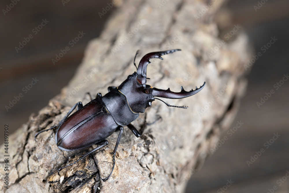 ノコギリクワガタのオス ‐Prosopocoilus inclinatus‐