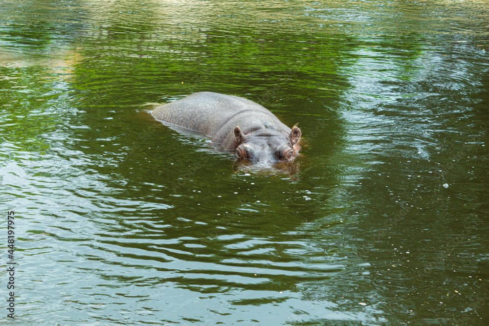 Fototapeta premium A wild and aggressive hippopotamus is swimming in the water