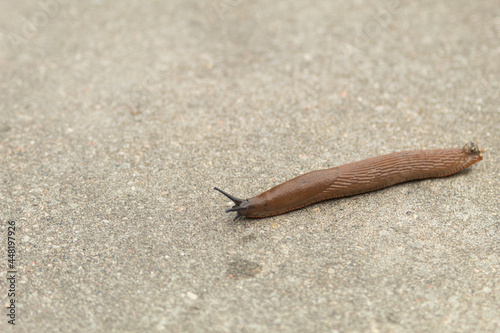 A slug, or a snail without a shell, crawls along the path