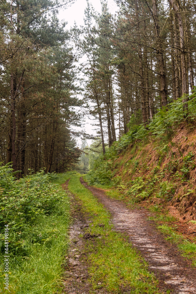 forest track through pine forest on a foggy and rainy day.