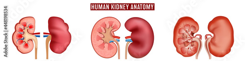 Inside and outside view of human kidney anatomy isolated on white background. vector illustration.