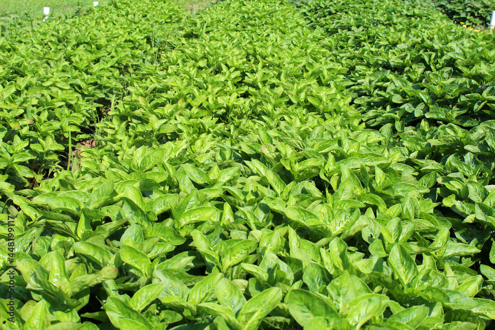 藍染の原料の藍の葉 藍染の原料の藍の葉