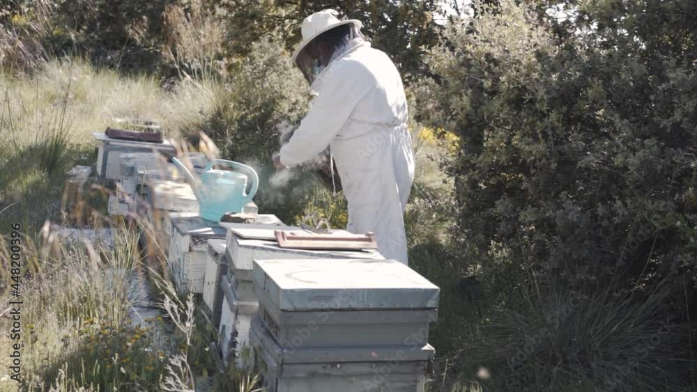 Beekeeper checking honeycomb in apiary Beekeeper checking honeycomb in apiary