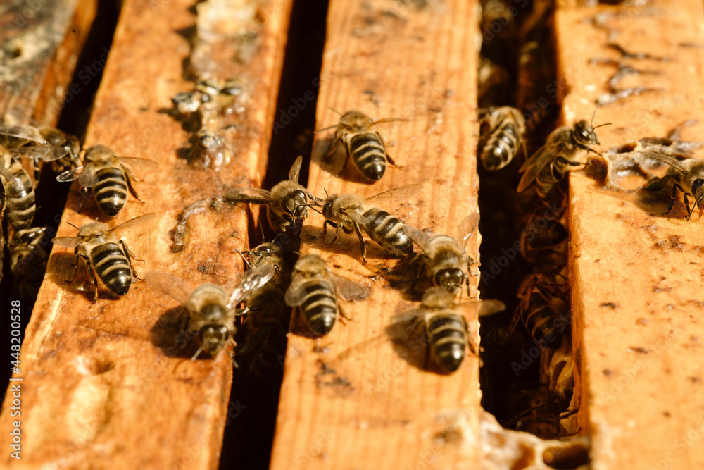 Bees in hive in apiary Bees in hive in apiary
