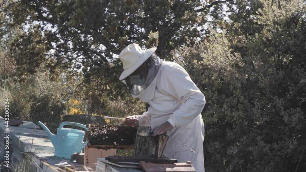 Beekeeper checking honeycomb in apiary Beekeeper checking honeycomb in apiary