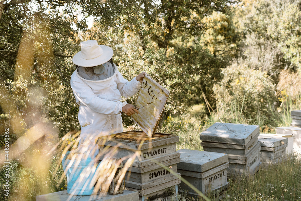 Beekeeper working in apiary with beehives Beekeeper working in apiary with beehives