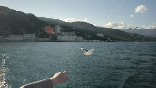 A girl reaches out with her hand to a seagull while sailing on a boat