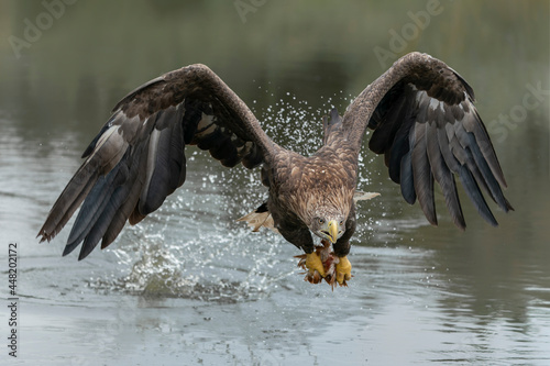 white tailed eagle (Haliaeetus albicilla) taking a prey out of the water. Bird of prey, animal in the nature habitat, wildlife, big wings.                                                            