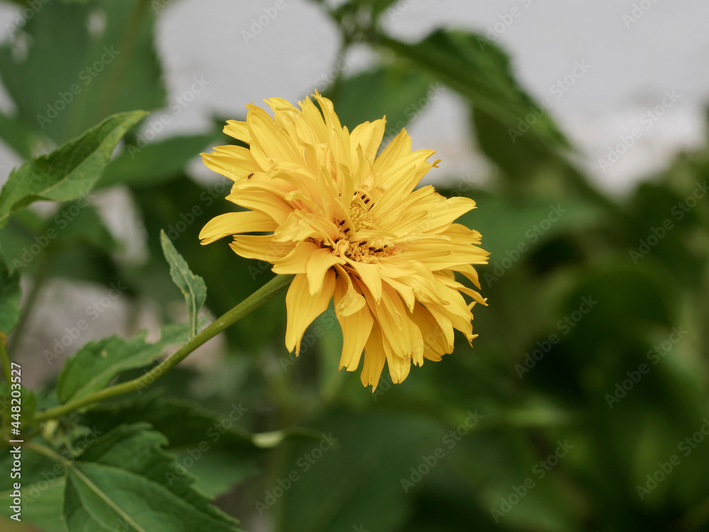 Heliopsis helianthoides var scabra oder Garten-Sonnenaugen. Gelb-orange gefüllte Blütenköpfe am Ende der rauen Stängel Heliopsis helianthoides var scabra oder Garten-Sonnenaugen. Gelb-orange gefüllte Blütenköpfe am Ende der rauen Stängel