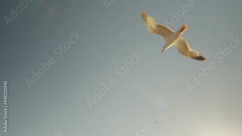 Shot of flying seagulls over the sea and view of sea , beach nature.