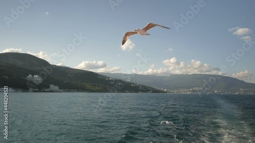 Shot of flying seagulls over the sea and view of sea , beach nature.