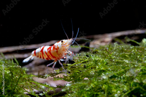 Red fancy tiger dwarf shrimp stay and look for food on moss in freshwater aquarium tank.