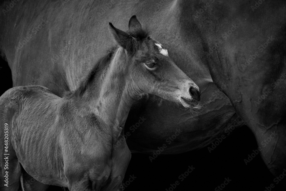 Obraz premium Close-up of a foal standing with horse mother isolated on black background