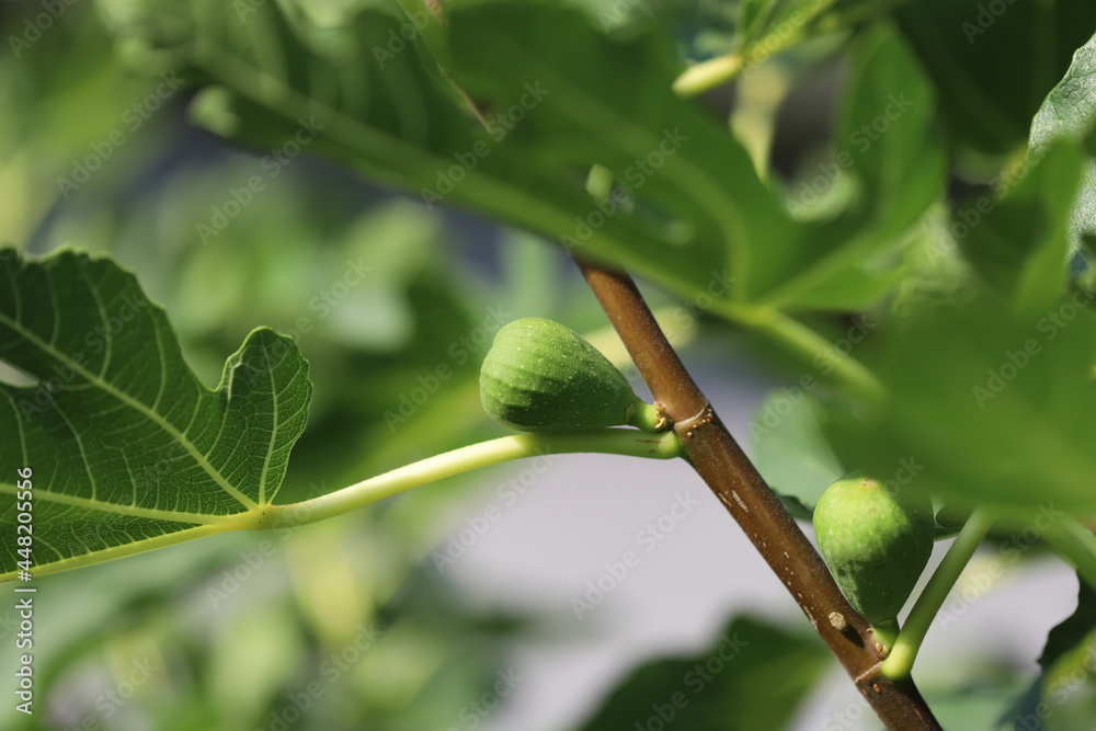 Green fig tree branch close up Green fig tree branch close up