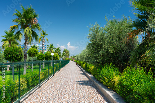 Beautiful pathway with palm trees at the beach of Turkey photo