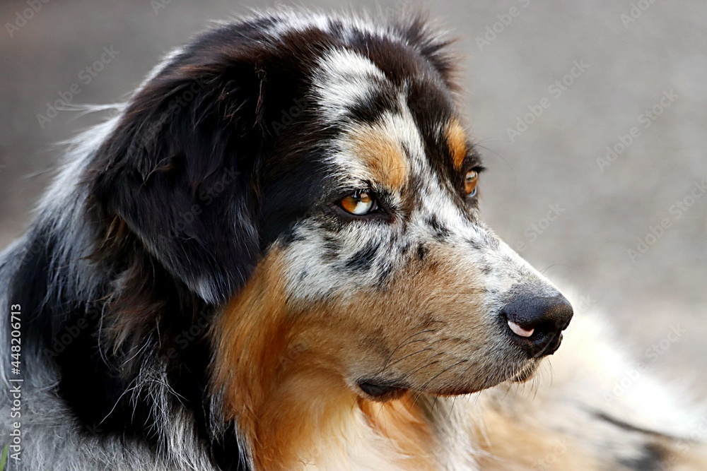 Fototapeta premium chien