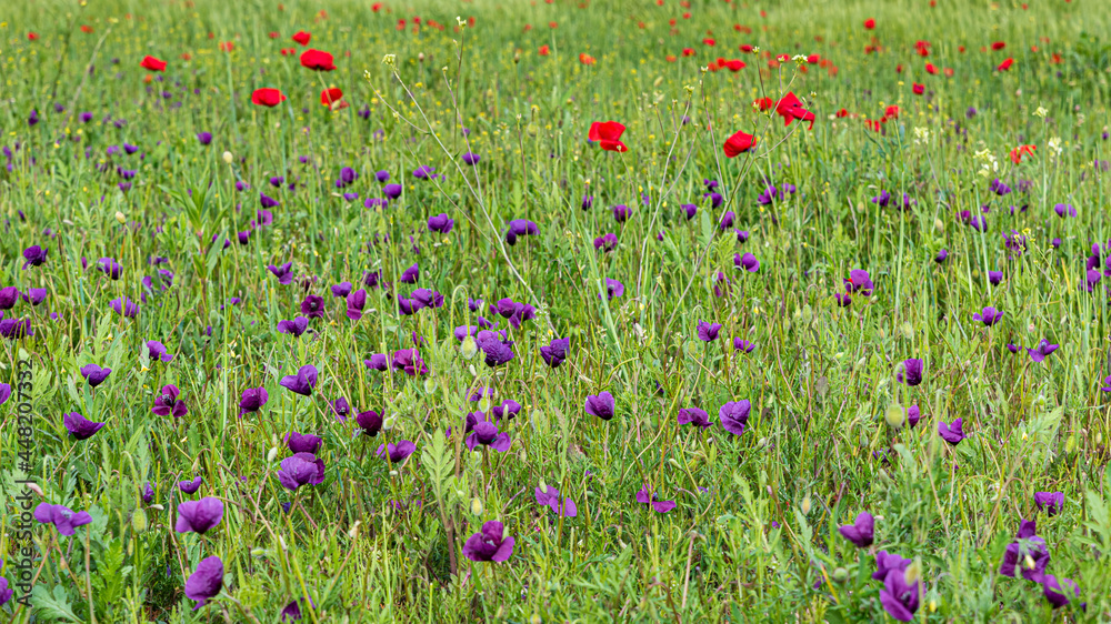 Fototapeta premium Purple Roemeria hybrida flower in the field