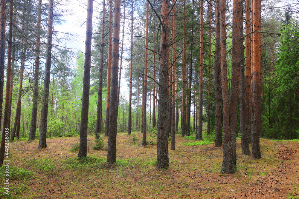 Obraz premium sunny summer day in green park, beautiful landscape trees background