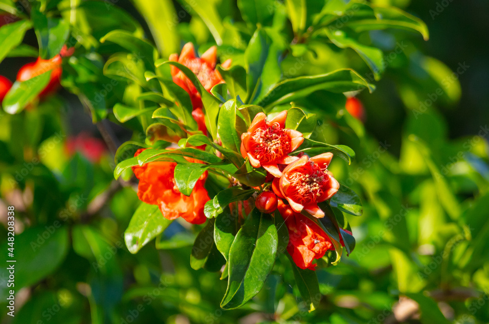 Red flower on the branches of a pomegranate. Red flower on the branches of a pomegranate.