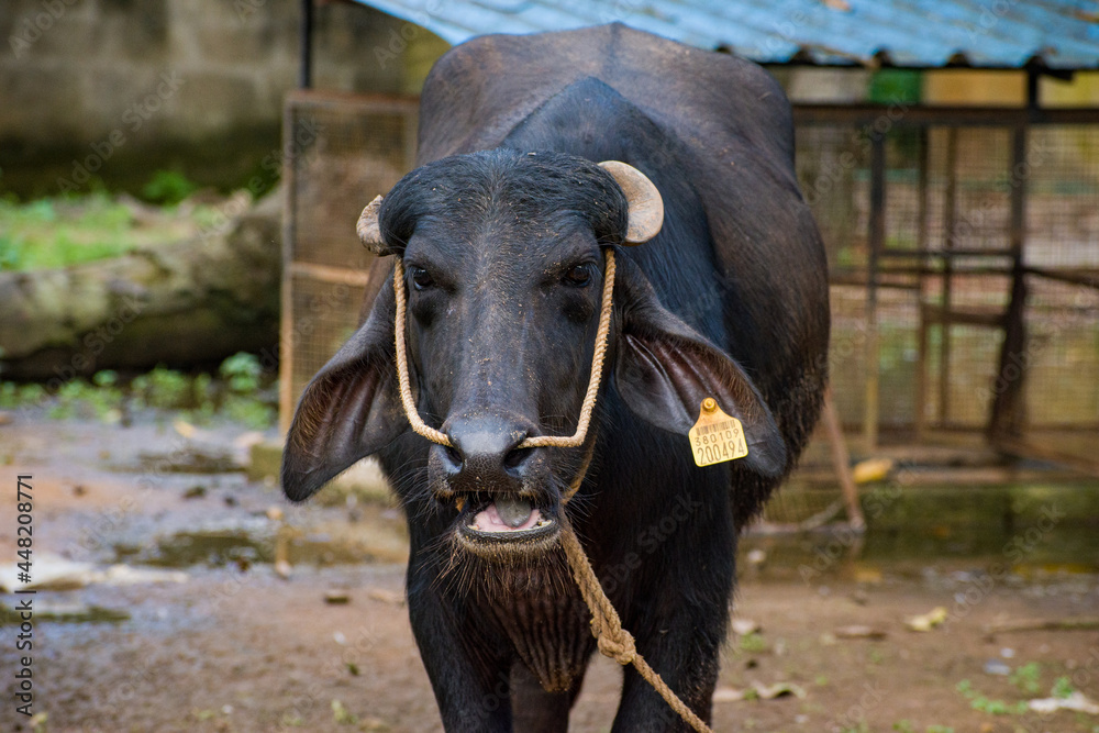 An indian domestic buffalo with an ear piercing in which the insurance details of the animal is written An indian domestic buffalo with an ear piercing in which the insurance details of the animal is written