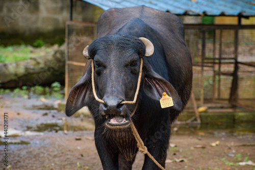 An indian domestic buffalo with an ear piercing in which the insurance details of the animal is written
