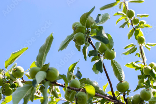 Little young green apples on a branch, against the blue sky